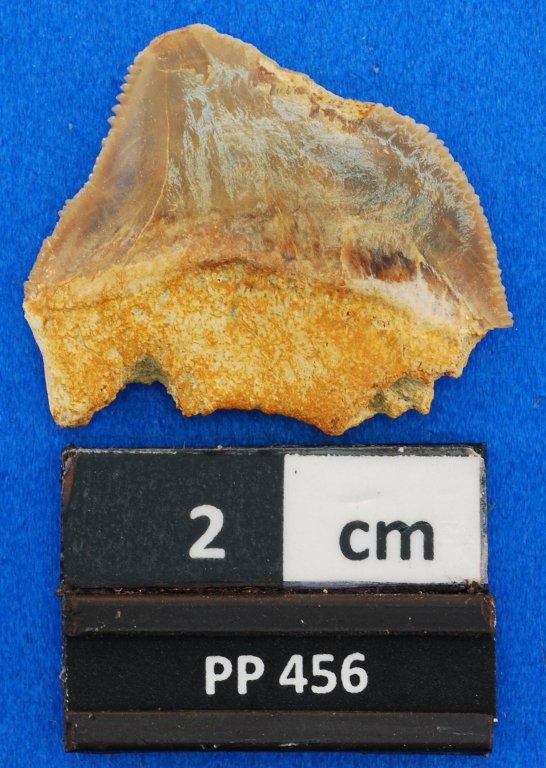 Squalicorax pristodontus
